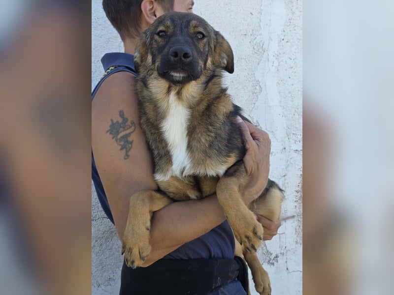 Kato in Sascut