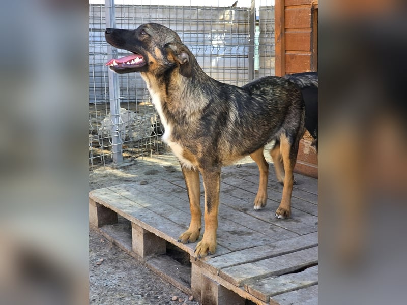 Kato in Sascut