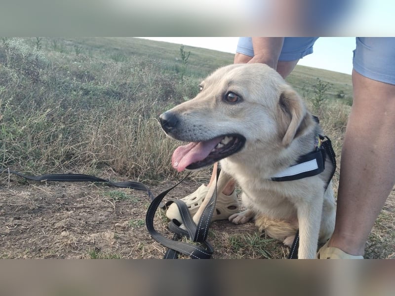 Sanfte Ayla wartet in Mangalia