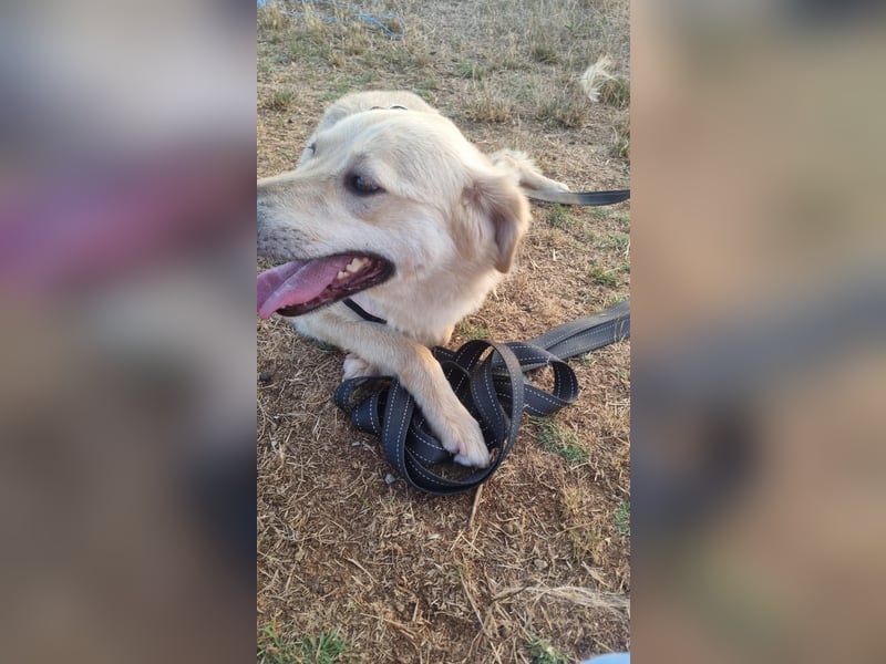 Sanfte Ayla wartet in Mangalia