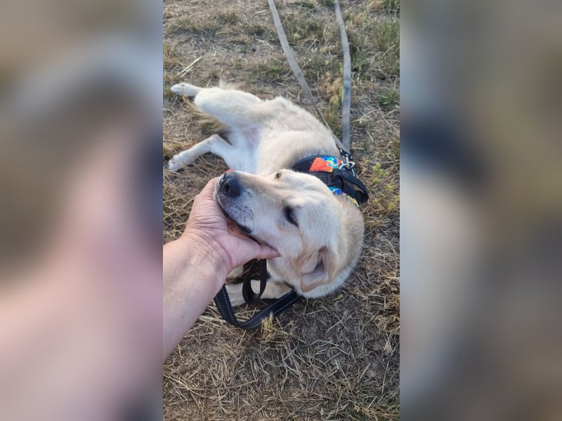 Sanfte Ayla wartet in Mangalia