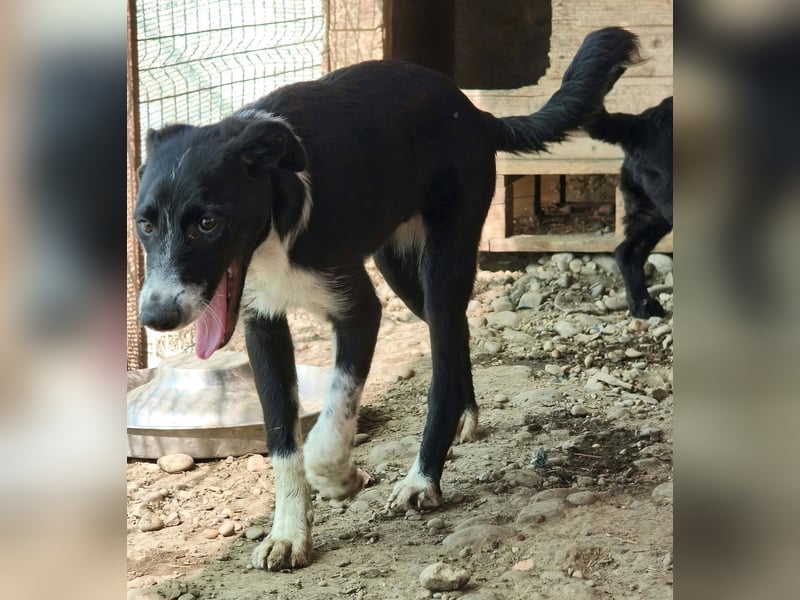 Tüzen in Sascut