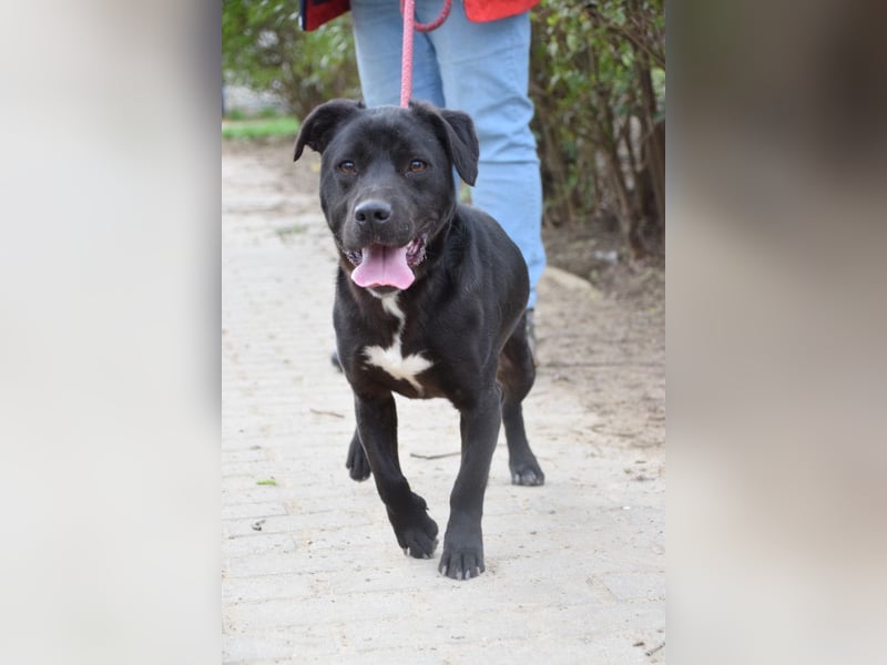 Asterix - lebhafter, freundlicher Rüde mit viel Lebensfreude