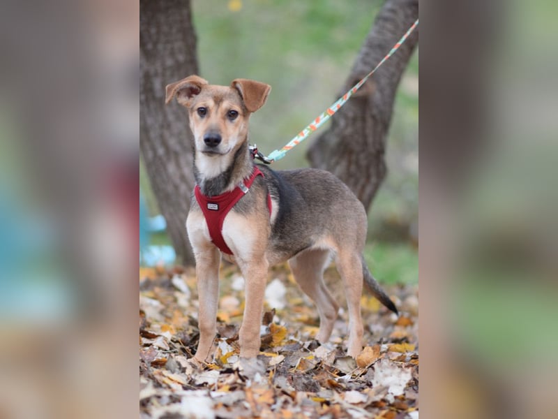 Jogobella - entzückende und  charmante Junghündin