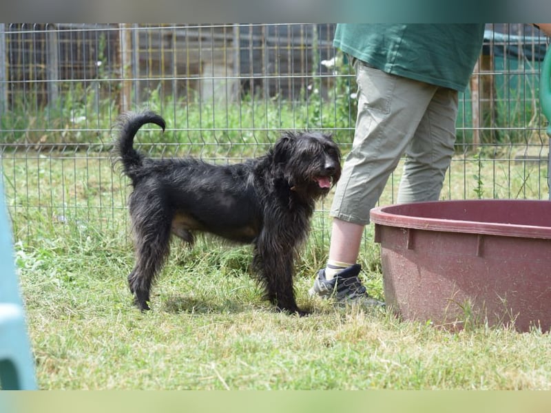 Elmo - ein anhänglicher, loyaler, verschmuster, netter, kastrierter Rüde