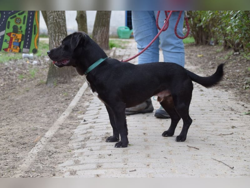 Asterix - lebhafter, freundlicher Rüde mit viel Lebensfreude