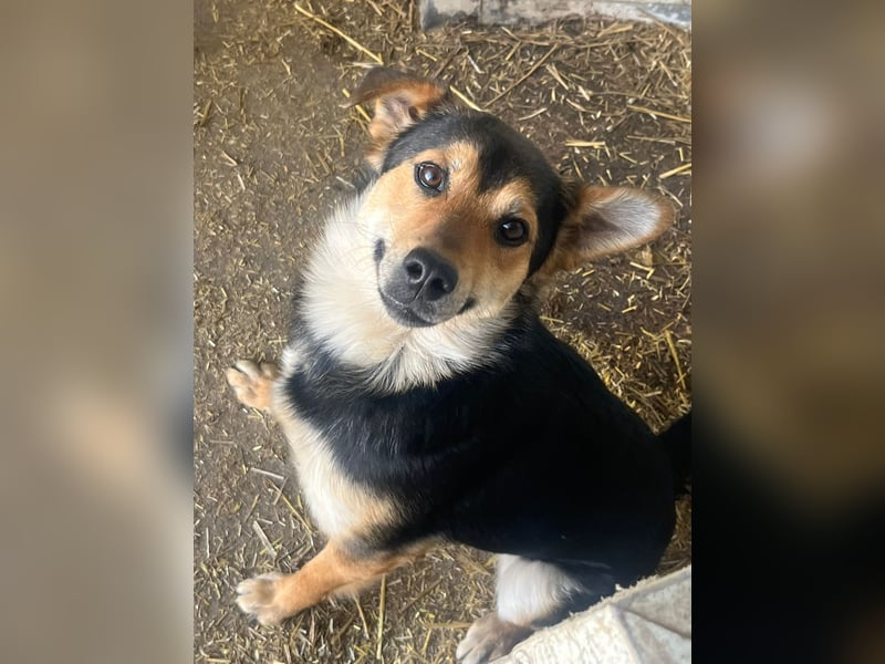 Dorci - freundliche und verschmuste Mischlingshündin