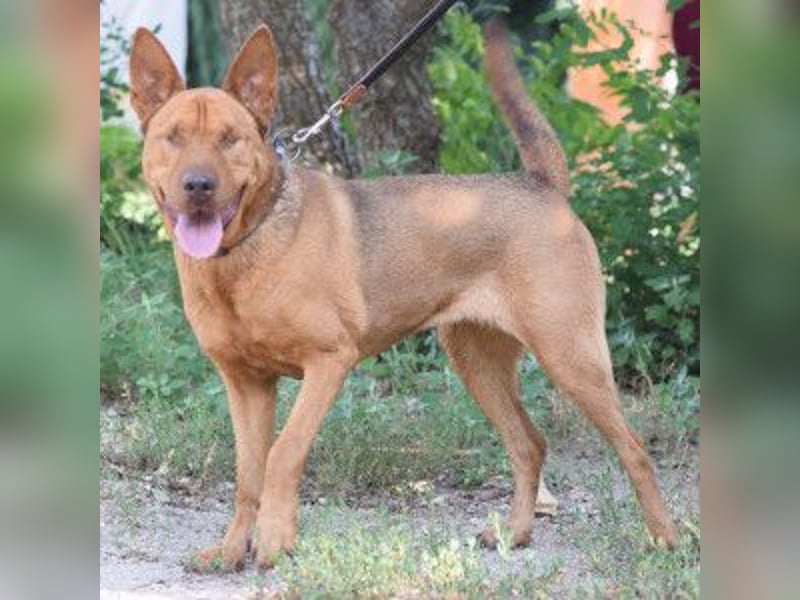 Solo - auf PS in 53894 Mechernich - liebe, nette, blinde Hündin die sicher und selbstbewußt ist