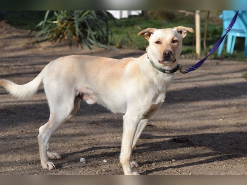 Lesco - charmanter Rüde mit liebevollem und verschmustem Charakter