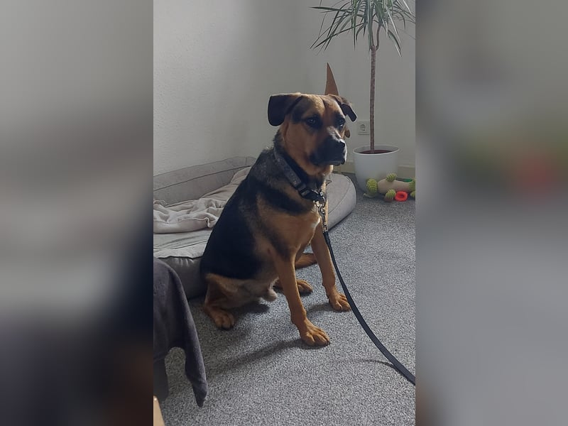 Persil - auf PS in 45768 Marl - ganz toller Charakter, neugierig, verschmust