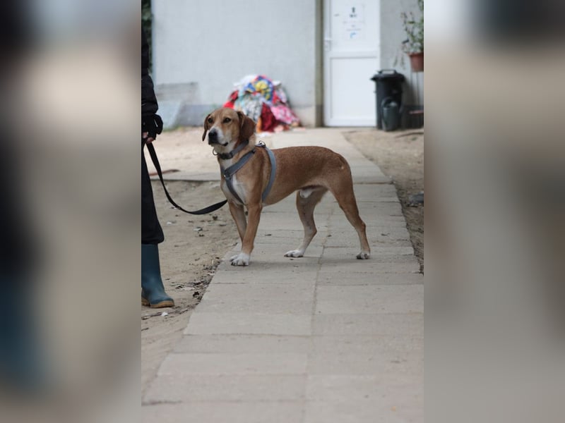 Ludwig - benötigt viel Zeit um Vertrauen zu fassen