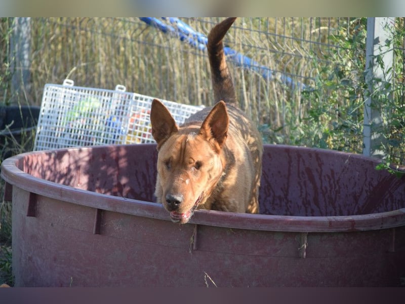 Solo - auf PS in 53894 Mechernich - liebe, nette, blinde Hündin die sicher und selbstbewußt ist