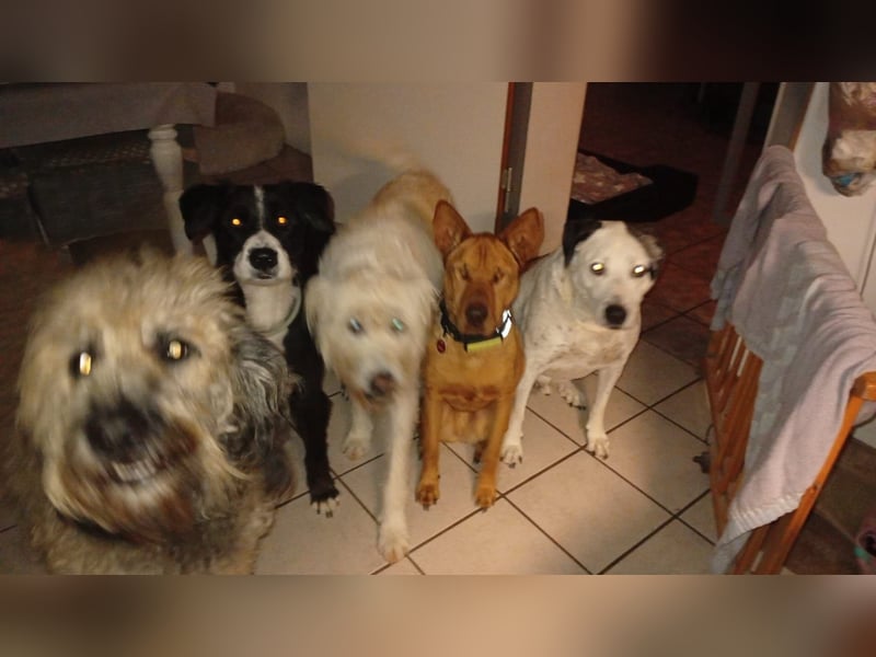 Solo - auf PS in 53894 Mechernich - liebe, nette, blinde Hündin die sicher und selbstbewußt ist