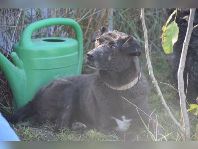 Kotangens - ruhige unauffällige Hundedame sucht Menschen mit Herz