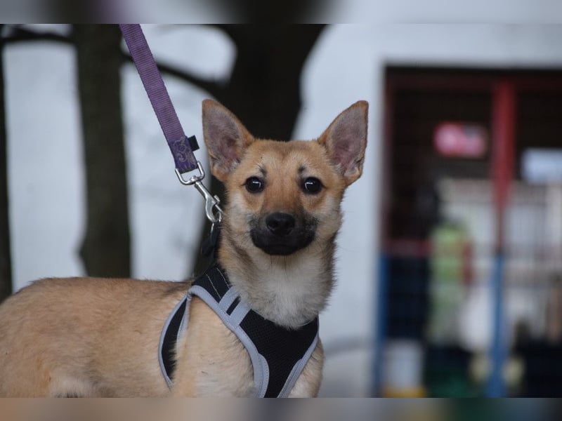 Kimo - lieber, verschmuster Junghund der schon einiges gelernt hat