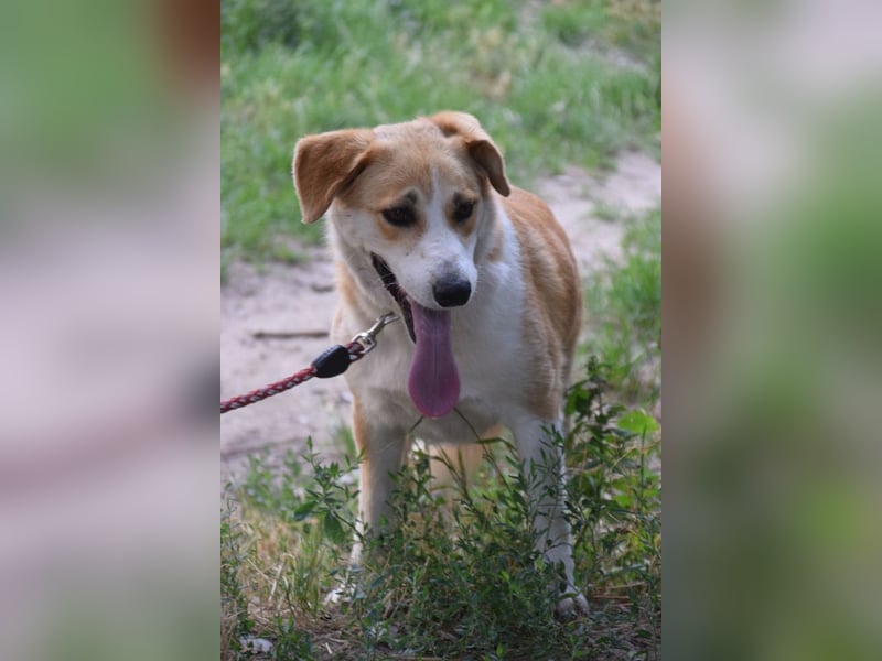 Bonbonetti - süße freundliche Hündin, anfangs etwas schüchtern