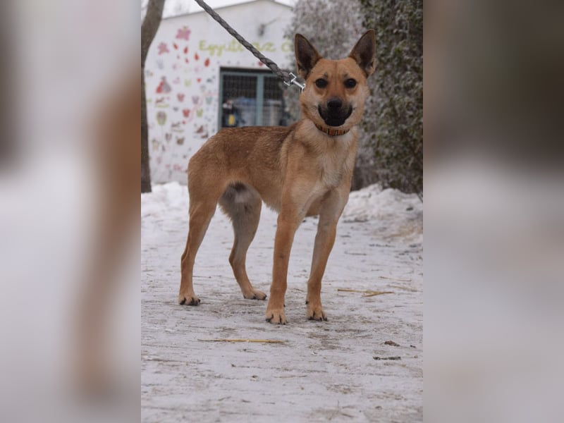 Kimo - lieber, verschmuster Junghund der schon einiges gelernt hat
