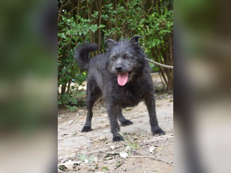 Dio - anfangs etwas scheu, aber freundlich und verspielt