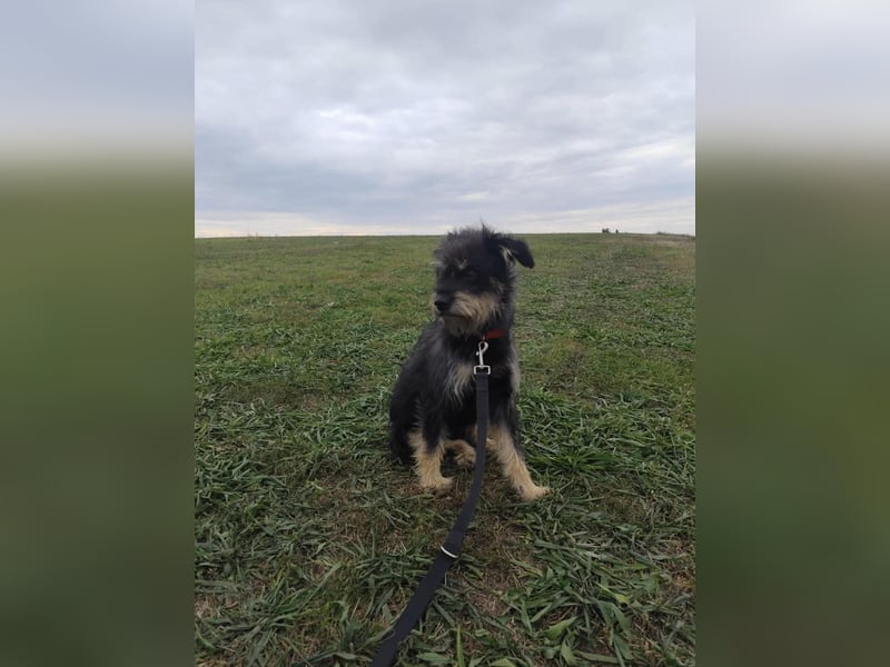 Picknick - lernfähiger Rüde der anfangs etwas schüchtern ist