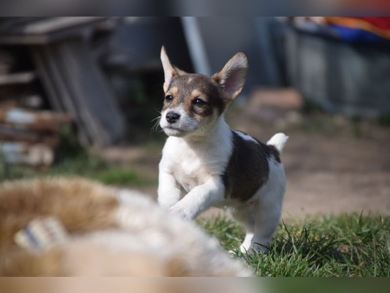 Vonny - lernfreudig, aufgeschlossen, verschmust & neugierig