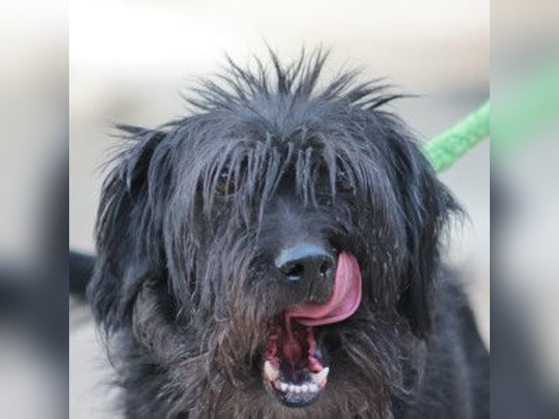 Elmo - ein anhänglicher, loyaler, verschmuster, netter, kastrierter Rüde