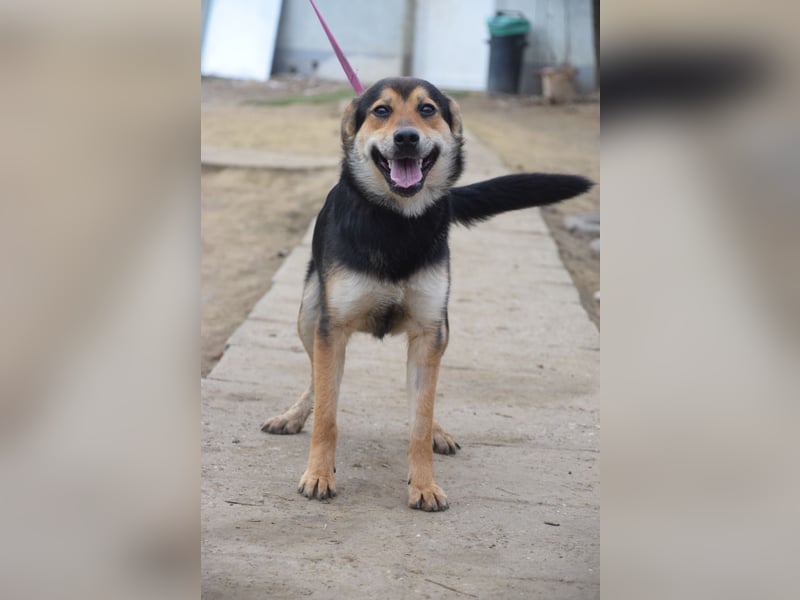 Dorci - freundliche und verschmuste Mischlingshündin