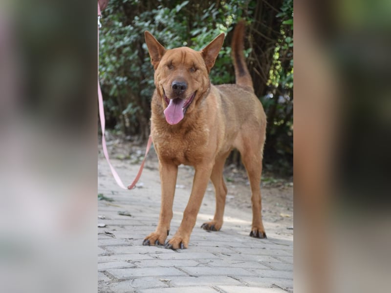 Solo - auf PS in 53894 Mechernich - liebe, nette, blinde Hündin die sicher und selbstbewußt ist