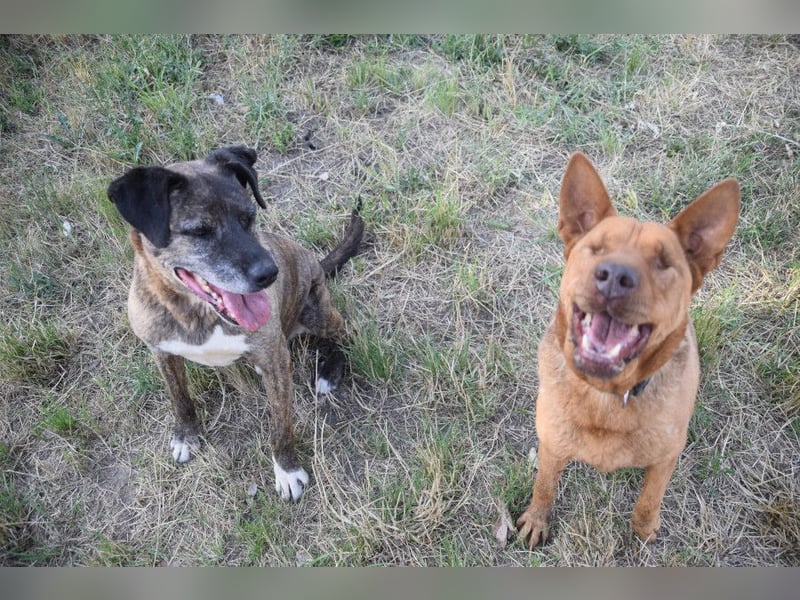 Solo - auf PS in 53894 Mechernich - liebe, nette, blinde Hündin die sicher und selbstbewußt ist