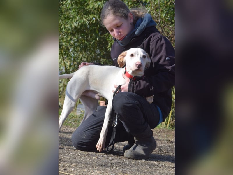 Risotto - freundlicher, verschmuster und sportlicher Rüde