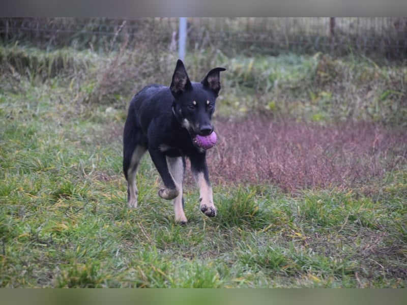 Dobby - freundlicher, menschenbezogener, verschmuster Rüde