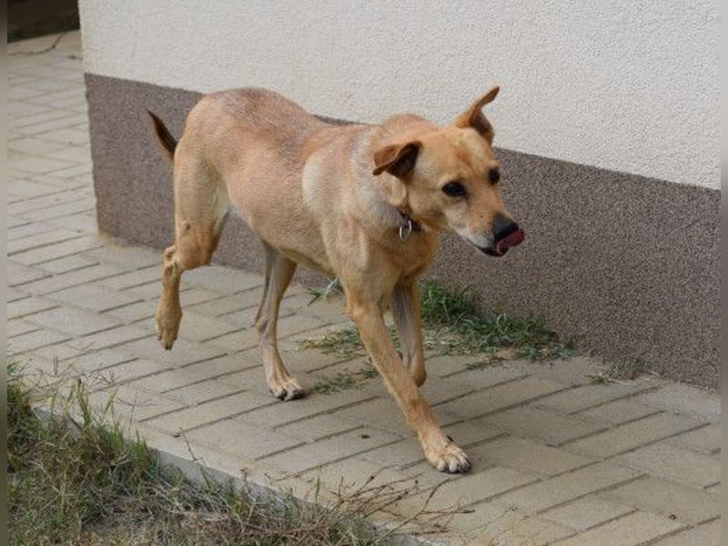 Rosi - verträgliche Hündin, die Zeit und Geduld benötigt