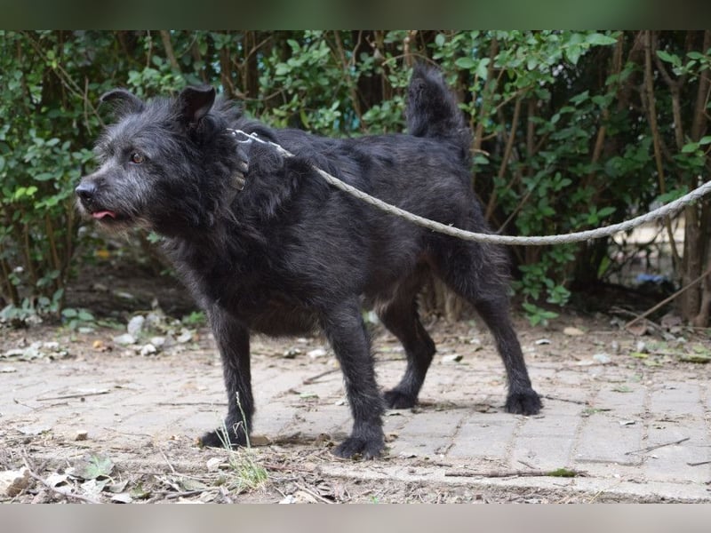 Dio - anfangs etwas scheu, aber freundlich und verspielt