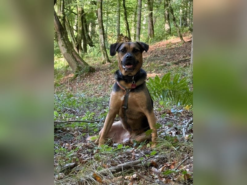 Persil - auf PS in 53797 Lohmar - sanfter Herzenshund,  liebt es gekrault und gekuschelt zu werden