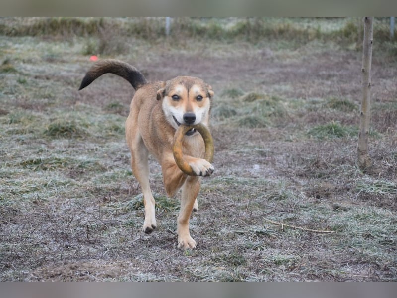 Madita - fröhliche, agile Junghündin die noch die Welt entdecken möchte
