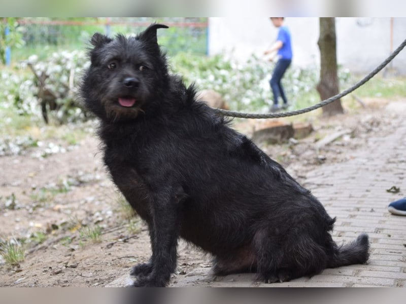 Dio - anfangs etwas scheu, aber freundlich und verspielt