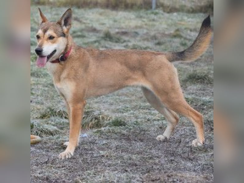 Madita - fröhliche, agile Junghündin die noch die Welt entdecken möchte