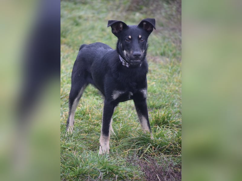 Dobby - freundlicher, menschenbezogener, verschmuster Junghund