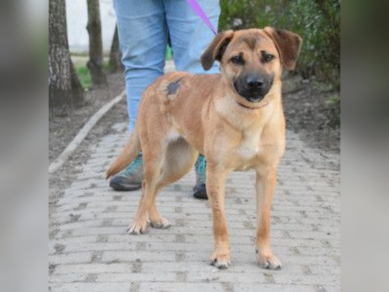 Nady - fröhliche, verspielte Junghündin die neugierig auf das Leben ist