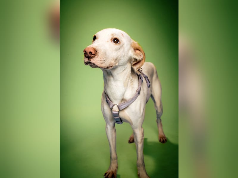 Risotto - freundlicher, verschmuster und sportlicher Rüde