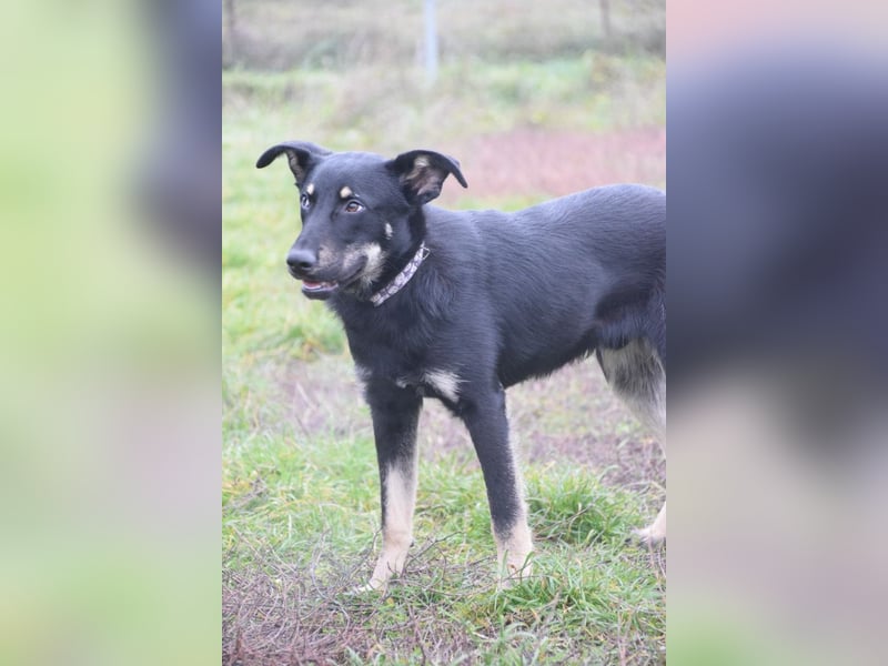Dobby - freundlicher, menschenbezogener, verschmuster Junghund