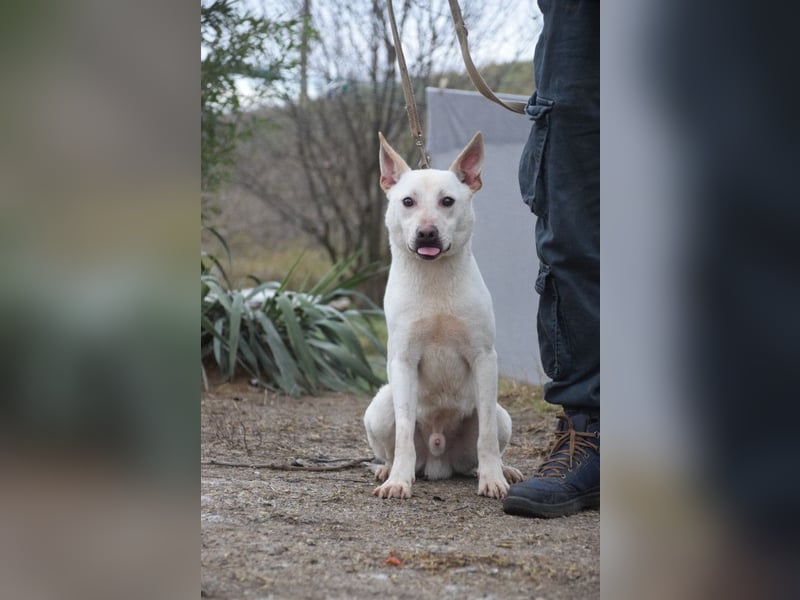 Momo - liebt die Menschen und ist sehr freundlich