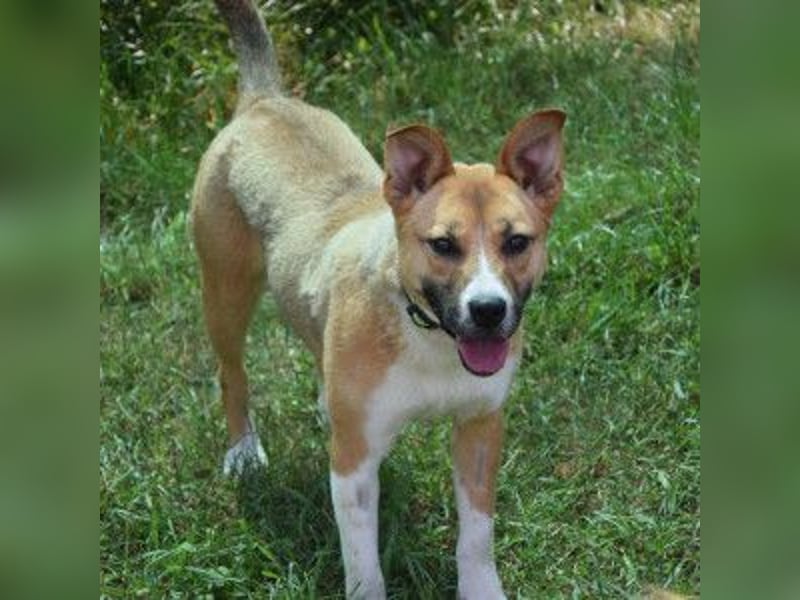 Caroline - menschenbezogene Hündin die ein sportliches Zuhause sucht