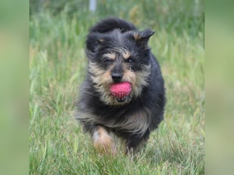 Timmy - freundlich, verschmuster Rüde der die Nähe der Menschen genießt
