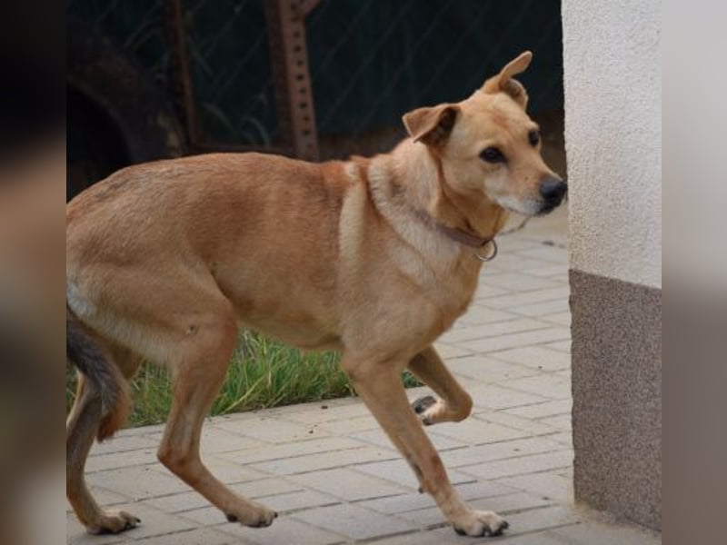 Rosi - verträgliche Hündin, die Zeit und Geduld benötigt