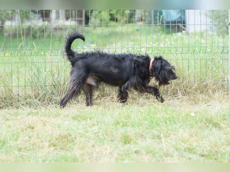 Elmo - ein anhänglicher, loyaler, verschmuster, netter, kastrierter Rüde