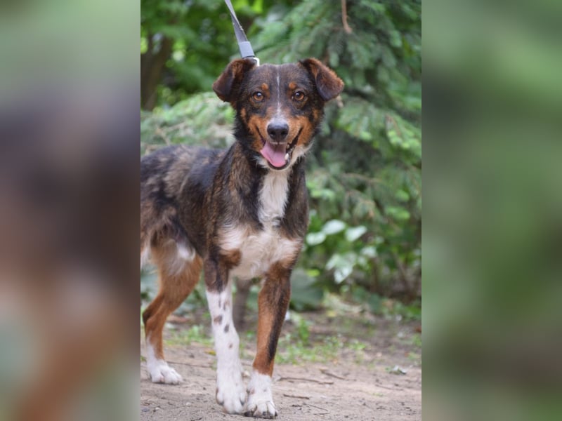 Joshi - auf PS in 45147 Essen - lieber, freundlicher Rüde der die Menschen sehr liebt