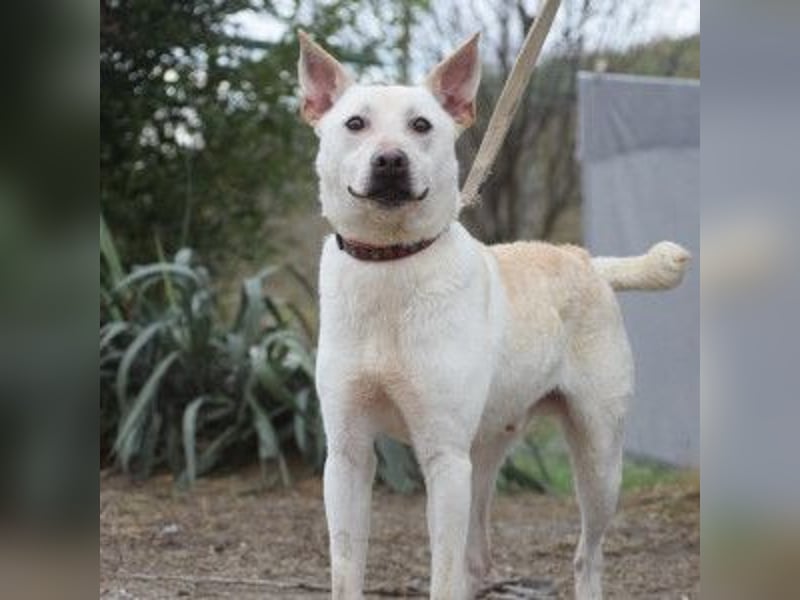 Momo - liebt die Menschen und ist sehr freundlich