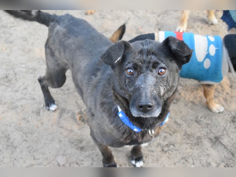 Kotangens - ruhige unauffällige Hundedame sucht Menschen mit Herz