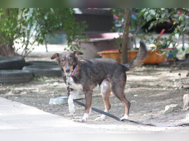 Joshi - auf PS in 45147 Essen - lieber, freundlicher Rüde der die Menschen sehr liebt
