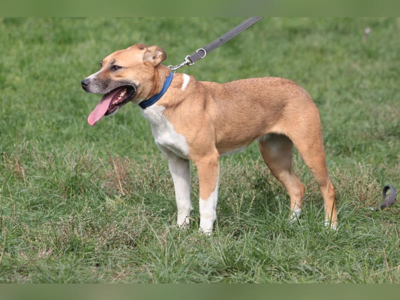 Caroline - menschenbezogene Hündin die ein sportliches Zuhause sucht